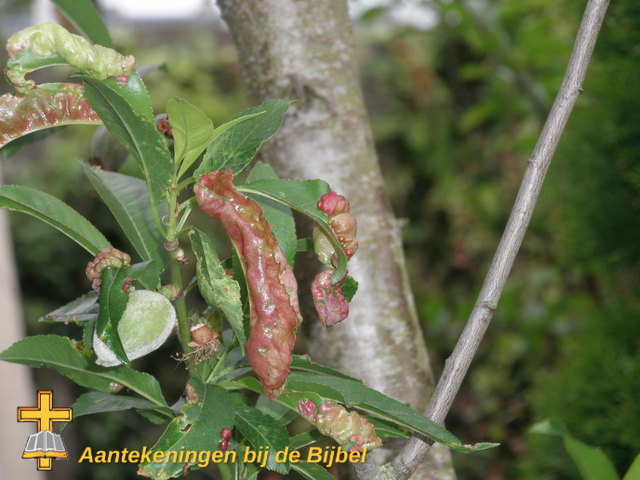 Prunus amygdalus (blad)