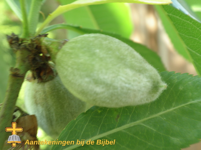 Prunus amygdalus (vrucht, half volgroeit)