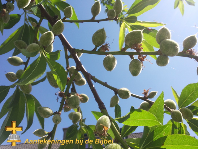 Prunus amygdalus (vrucht, half volgroeit)