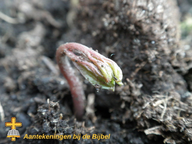 Anemone coronaria (spruit)