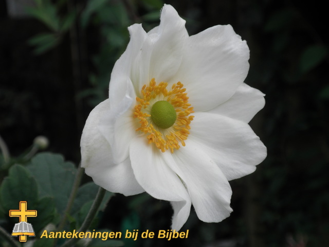 Anemoon (bloem)