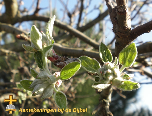 Appelboom (knop)