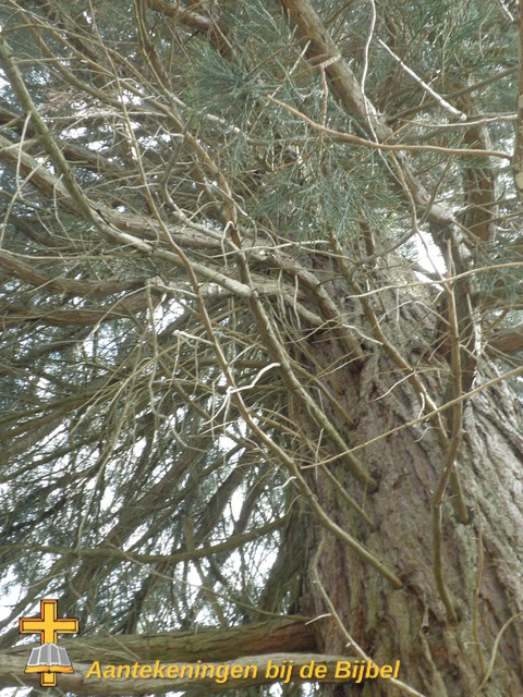 Sequoiadendron giganteum (stam)