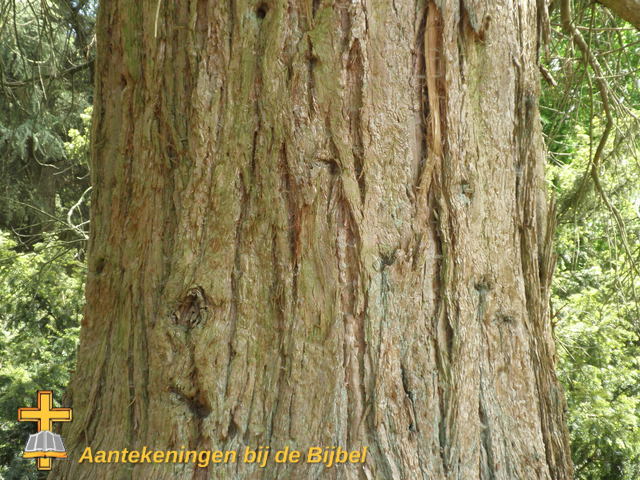 Sequoiadendron giganteum (bast)