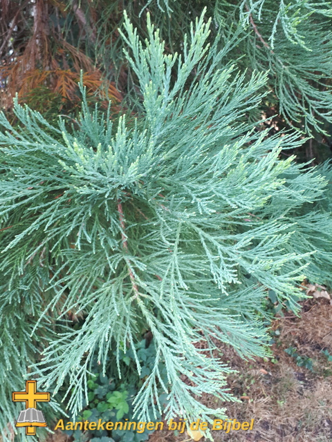 Reuzensequoia (blad)