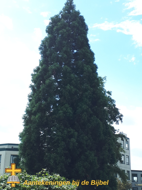 Reuzensequoia (Sequoiadendron giganteum)