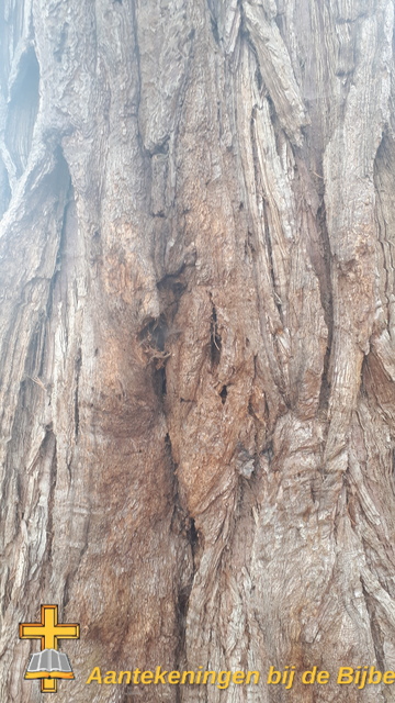 Sequoia, bast