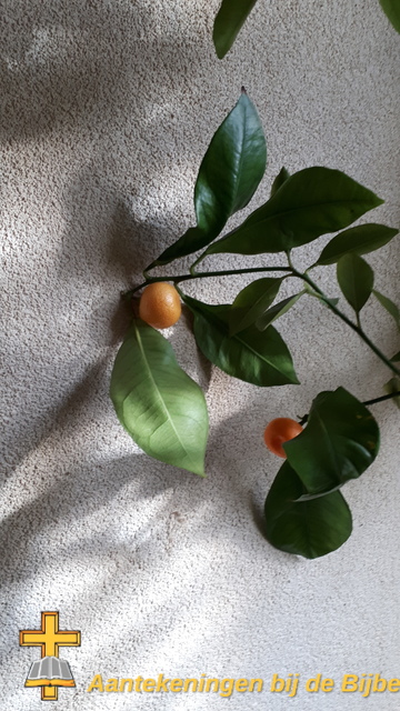 Vruchten Kumquat