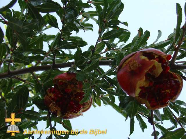Granaatappel (vrucht)