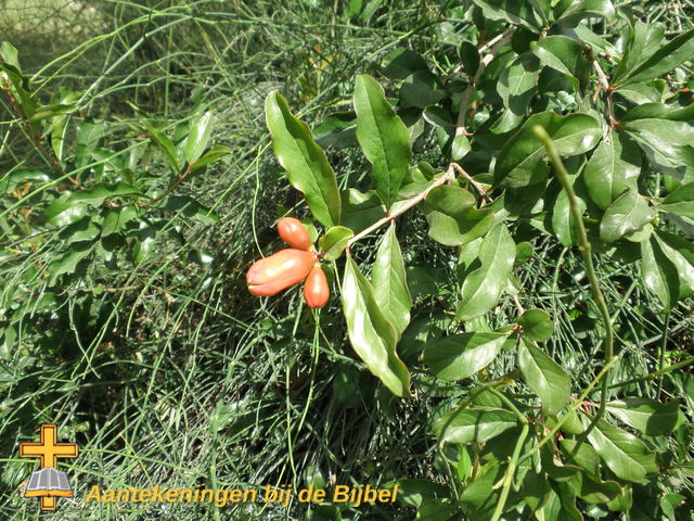 Granaatappel (vrucht)