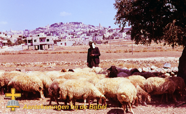 Herder bij Bethlehem