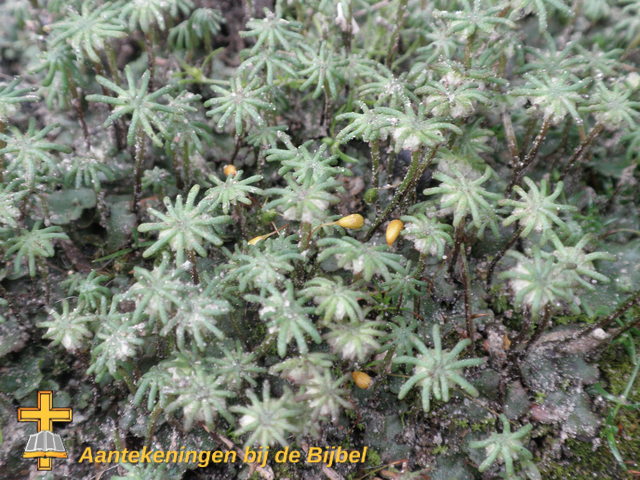 Parapluutjesmos (Marchantia polymorpha)