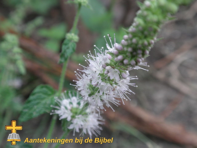 Mentha arvensis, bloem
