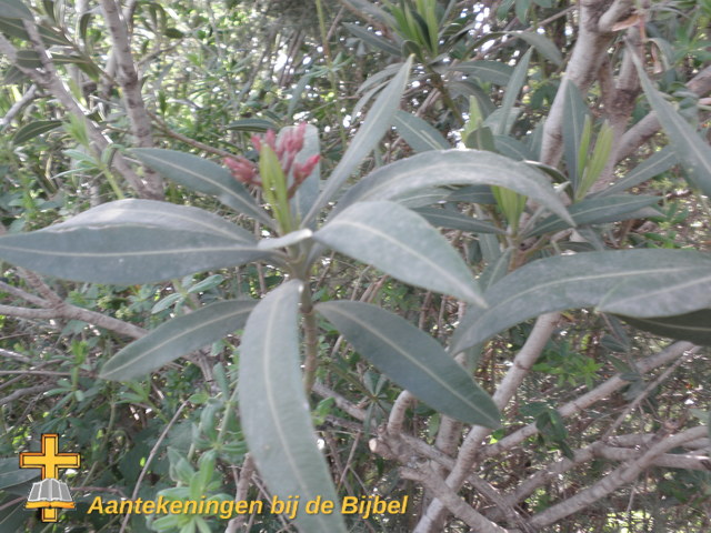 Pistache (Pistacia lentiscus)