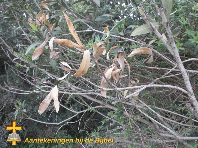 Terebint (Pistacia lentiscus)