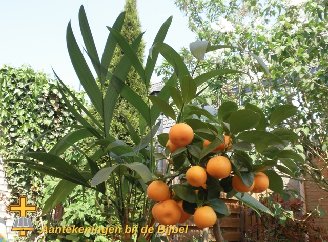 Kumquat en palmboom