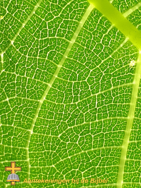 Onderkant blad vijgenboom