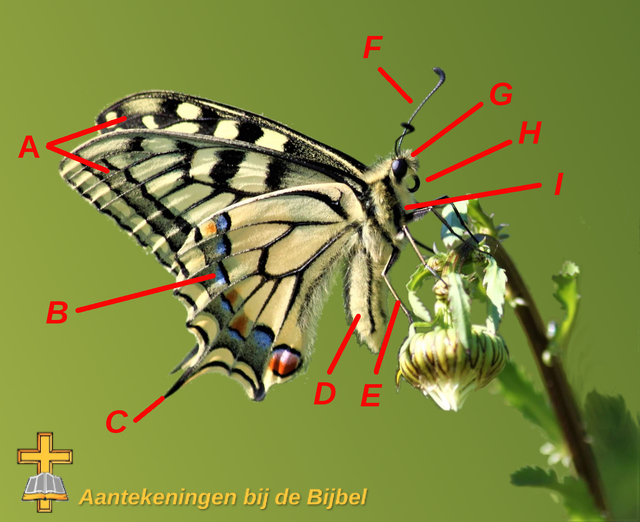 Kenmerken Vlinder