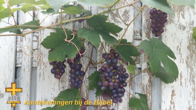Wijnrank met druiven